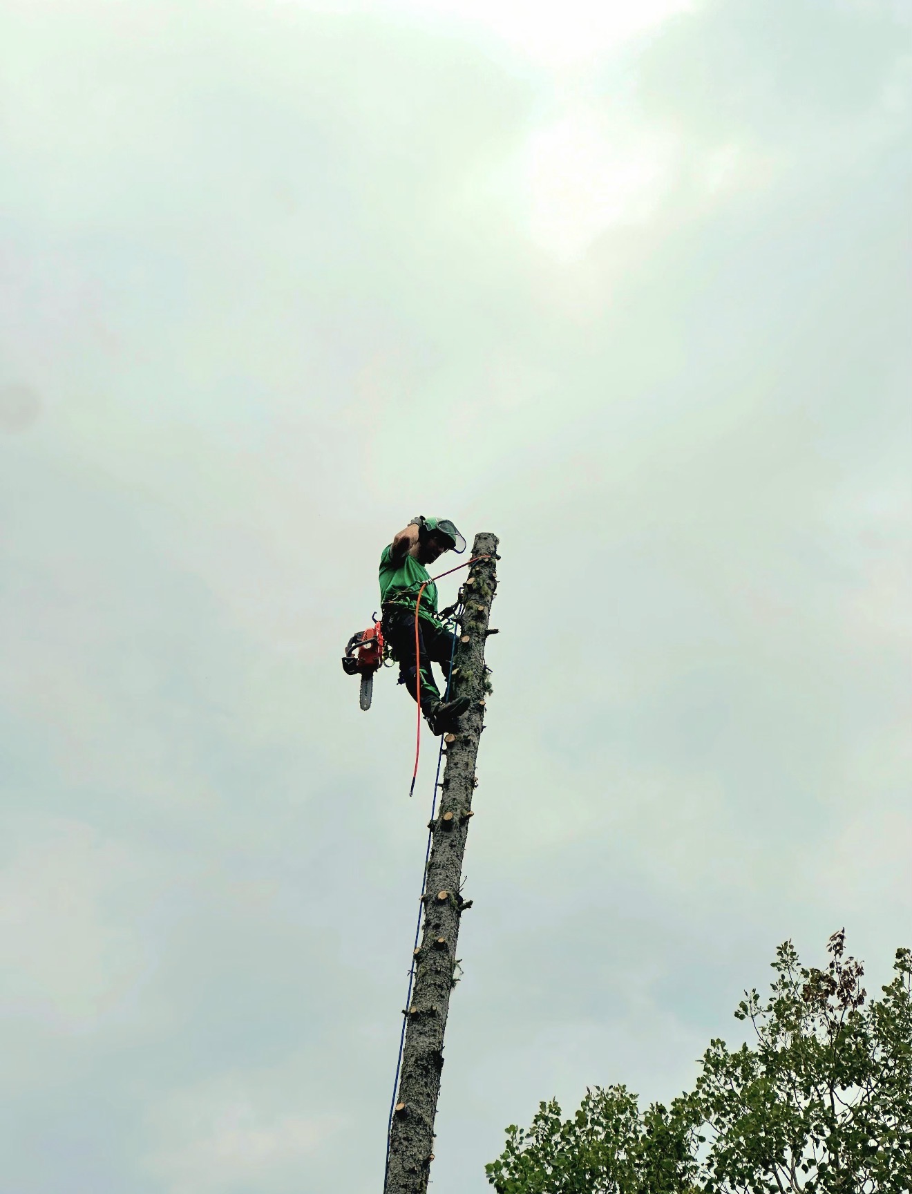 Certified climber topping a tall tree with a chainsaw